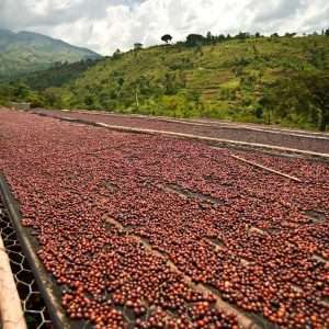 Nicaragua Peralta
