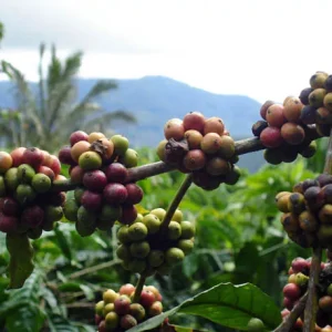 Sumatra FT-FLO/USA Organic Takengon Ratu Ketiara Women's Coop Gayo G1 12 K Cups