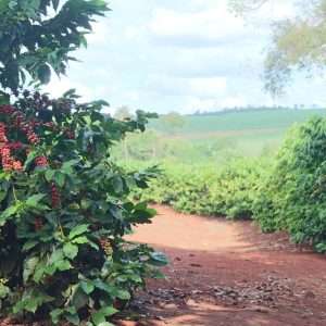 India Monsoon Malabar 12 K Cups