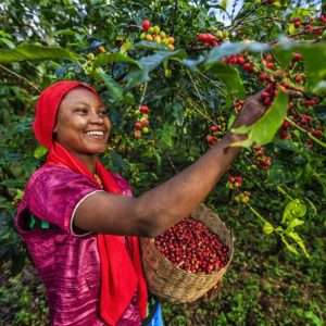Ethiopia Sidamo Guji 12 K Cups